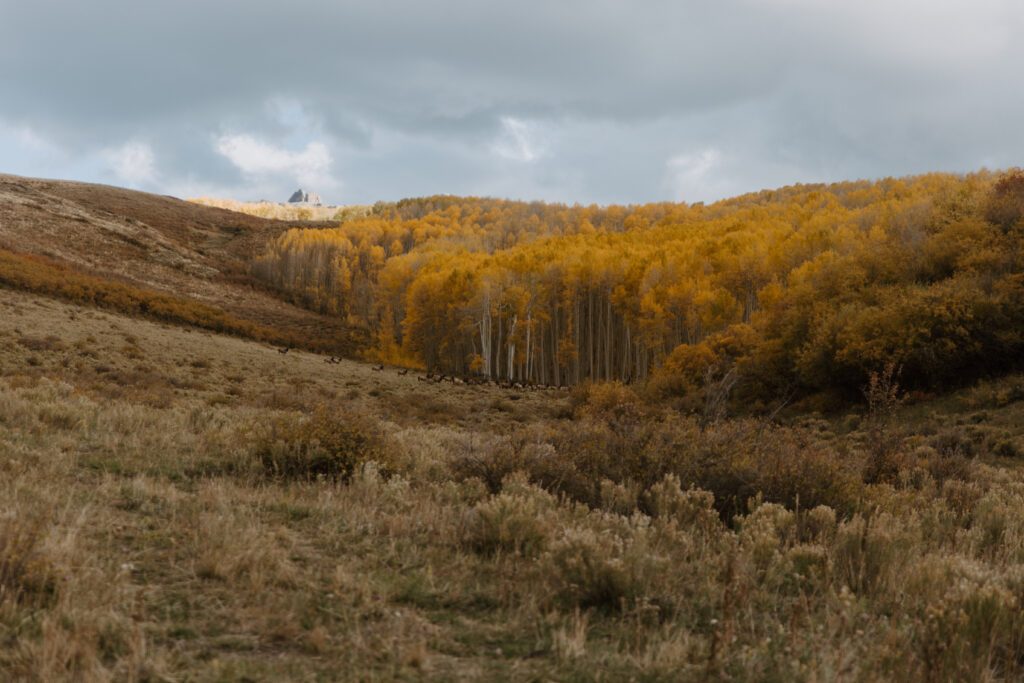 Scenic landscape of aspens lining Last Dollar Road, with golden leaves shimmering under the sunlight and a rugged mountain backdrop in the distance.